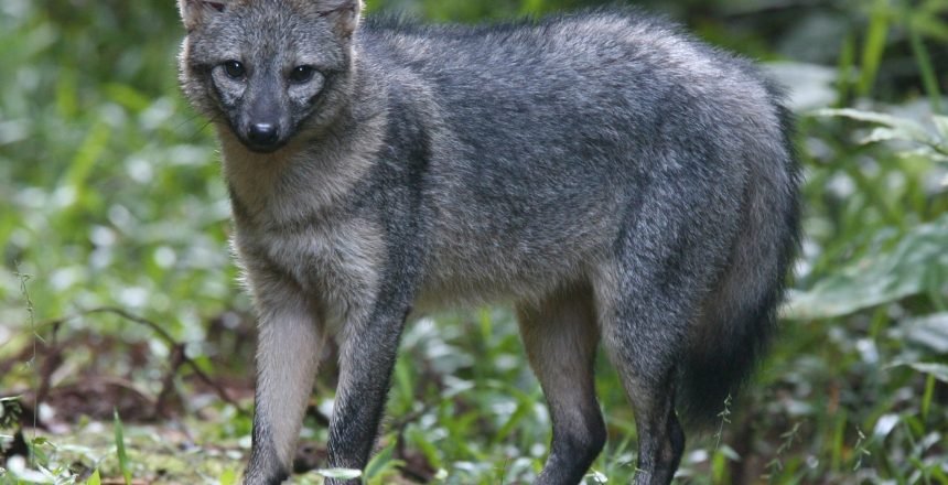 Crab-eating_Fox_(cropped)