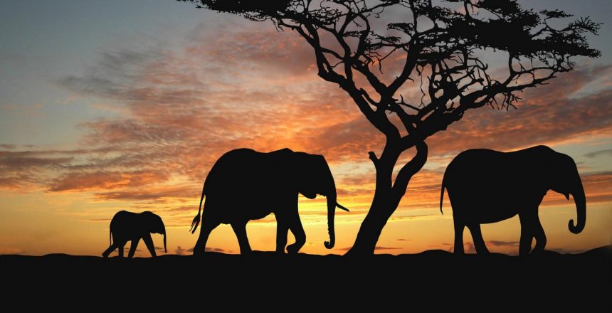 Elephants-in-the-sunset_1920x1080